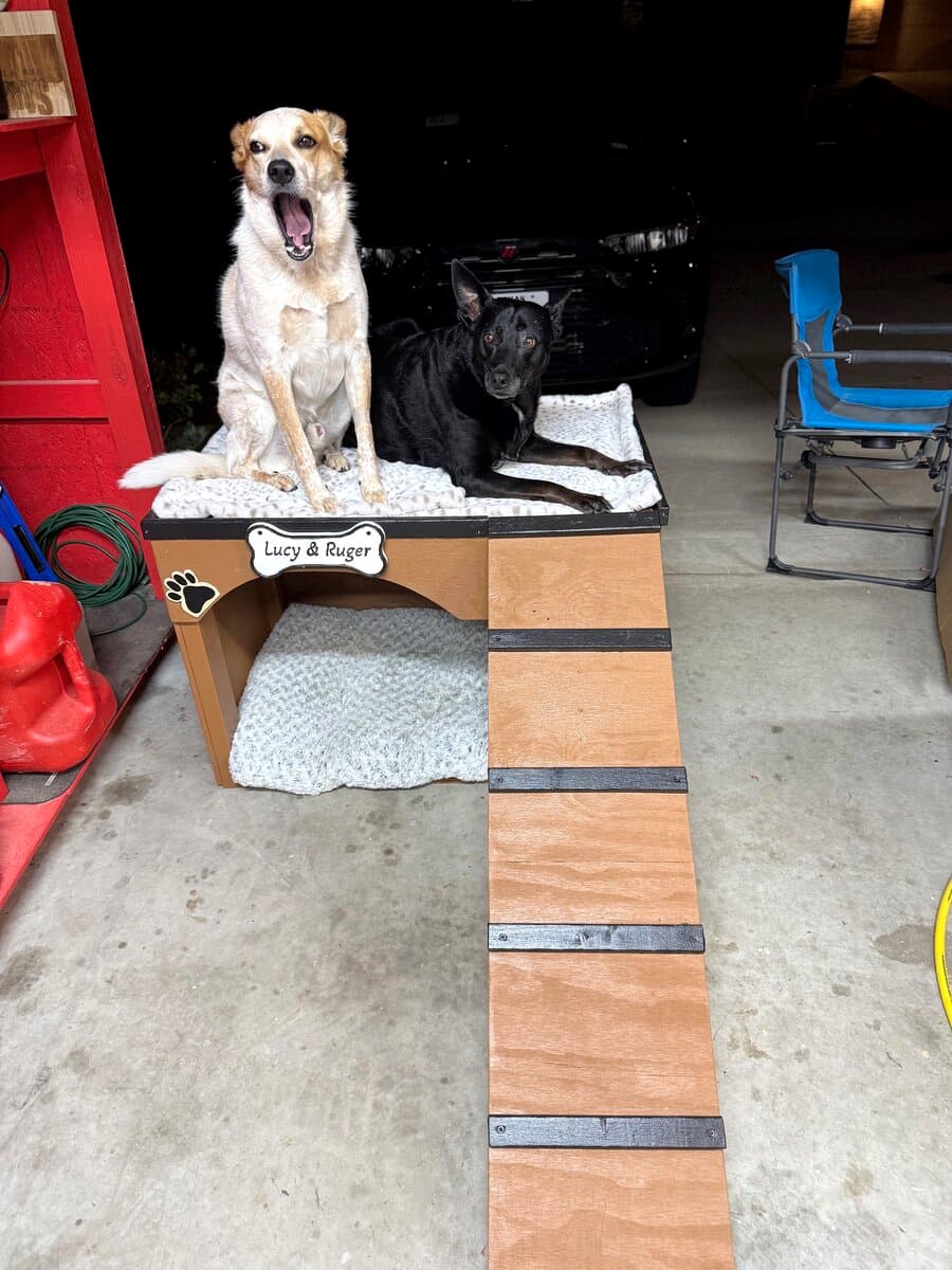 Lucy and Ruger sitting on top of an unfinished dog house in the workshop